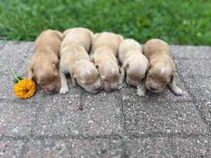 1st Pick of the Litter: Female
