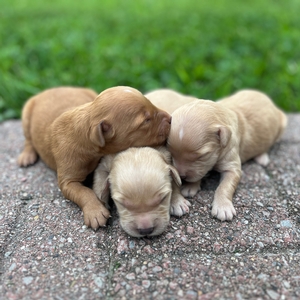 2nd Pick of the Litter: Male
