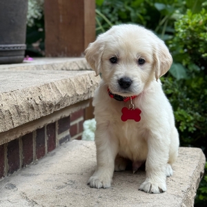 1st Pick of the Litter: Male or Female