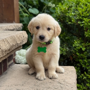 2nd Pick of the Litter: Male or Female