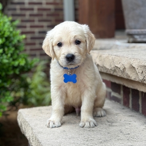 3rd Pick of the Litter: Male or Female