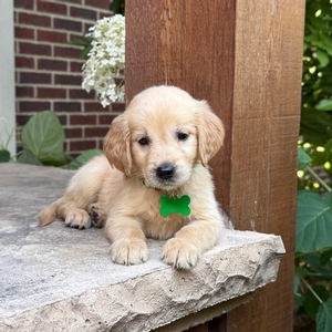 4th Pick of the Litter: Male or Female