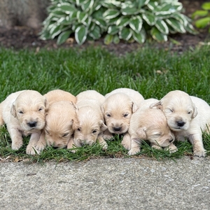 Izzy x Wilbur's Litter