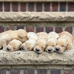 Taylor x Wilbur's Litter