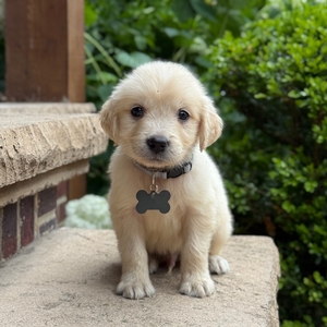 Winston