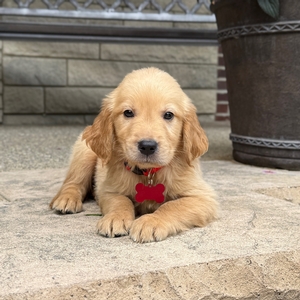 Bruno