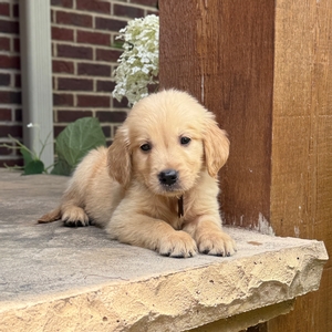 Tucker