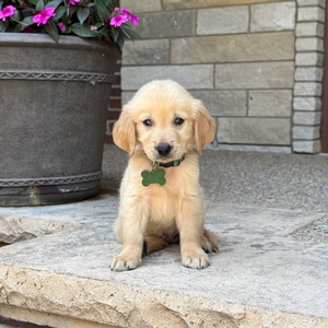 Jax
