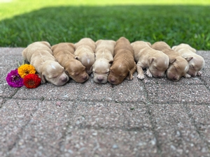 Tessa x Charlie's Litter
