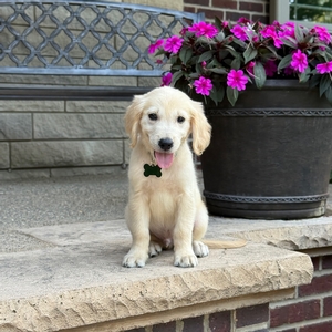 Henry