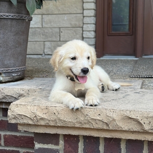 Winston