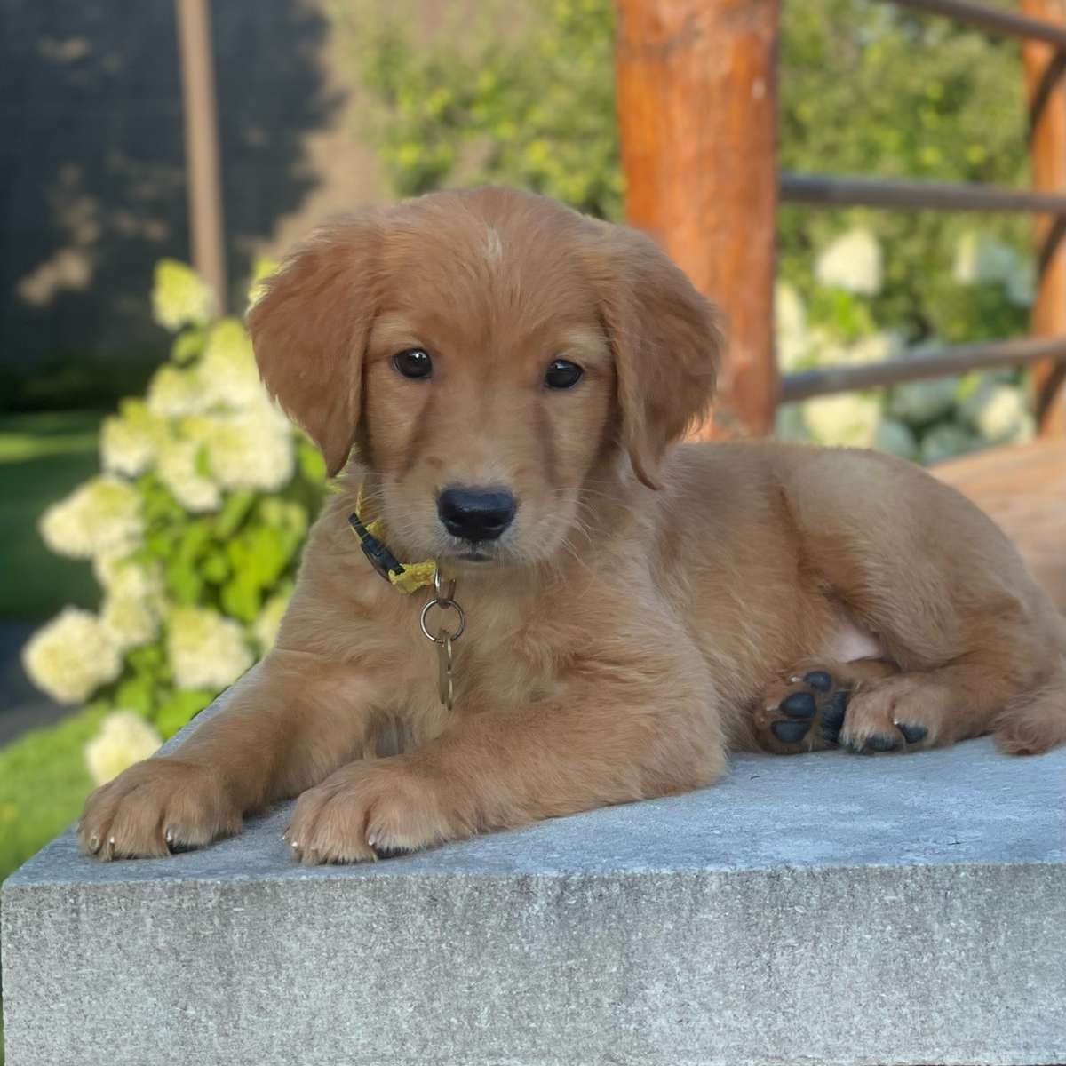 Registered golden cheap retriever puppies