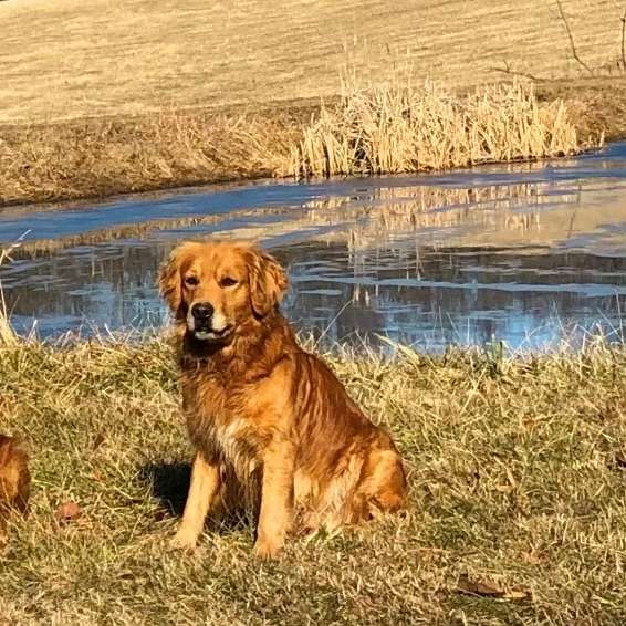 Field Golden Retriever