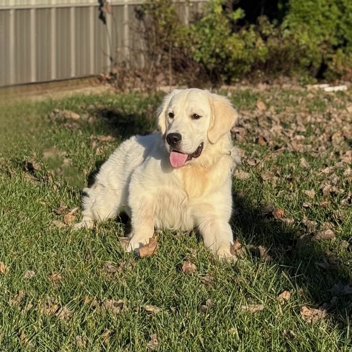 Golden Retriever in Indiana