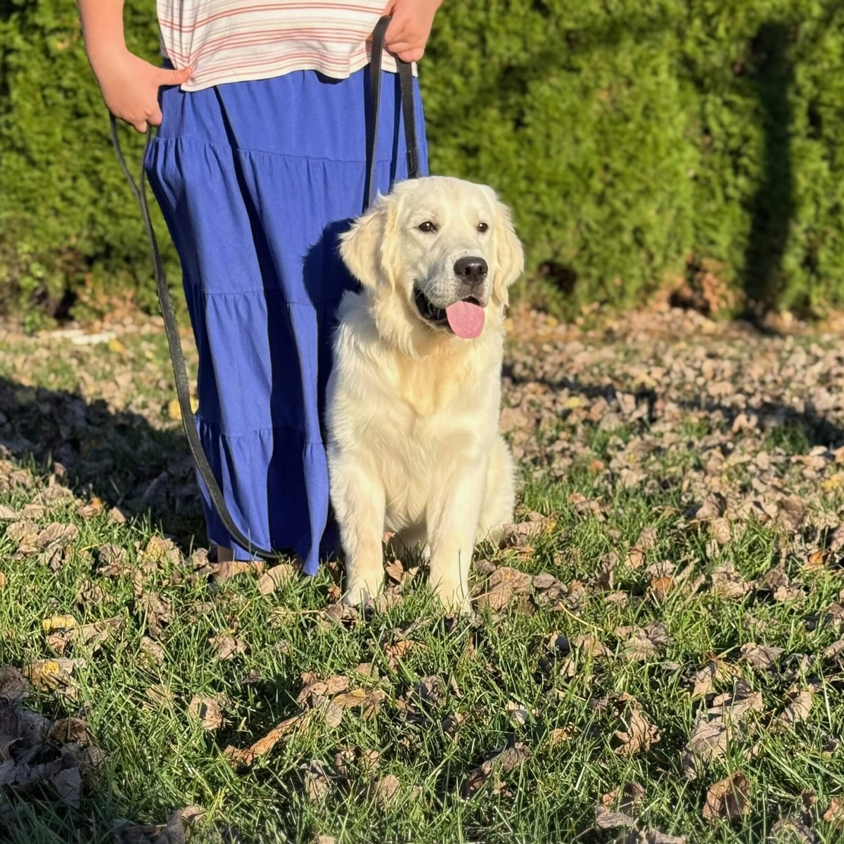 Indiana Golden Retriever Breeder