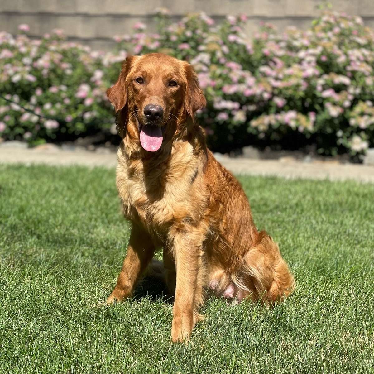 Girl golden retriever sales puppies for sale