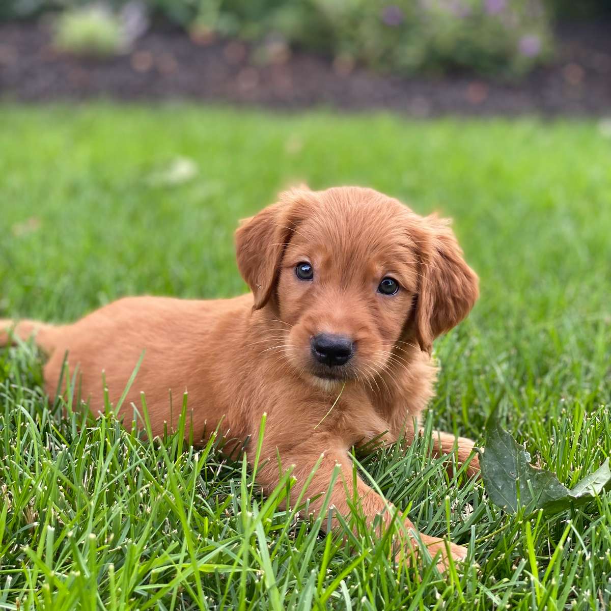 field golden retriever puppies